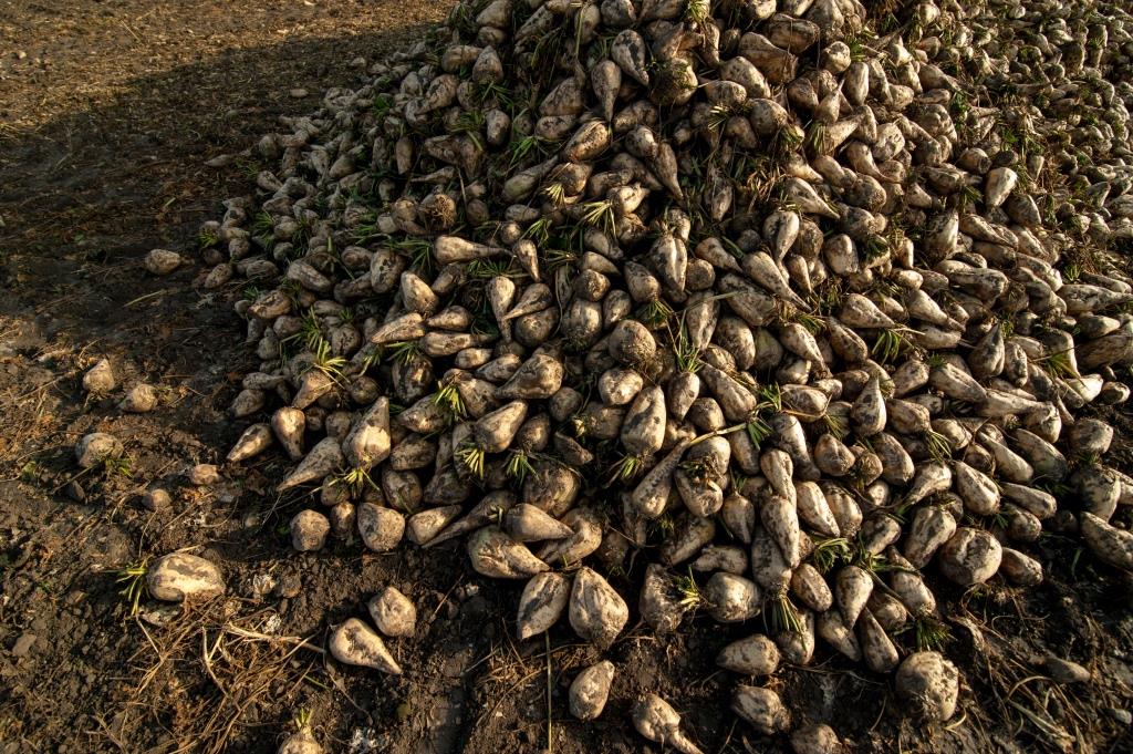 Цукровий буряк: від сівби – до збирання. У ТОВ «Волочиськ-Агро» збирають солодкі коренеплоди