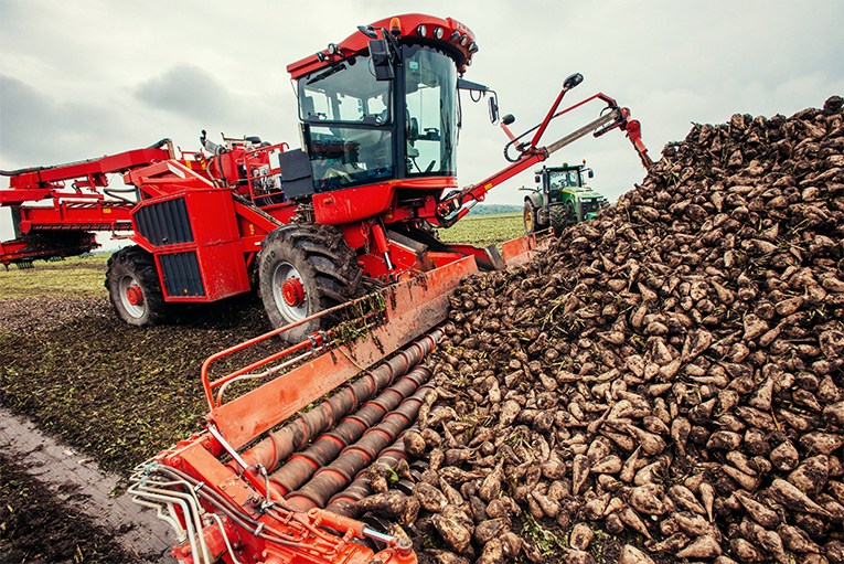 На Рівненщині зібрали майже 700 тис. т цукрових буряків