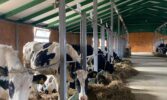 Завершено будівництво та розпочала свою роботу нова ферма на 40 стійломісць ВРХ у селі Стара Мощаниця, Рівненська область