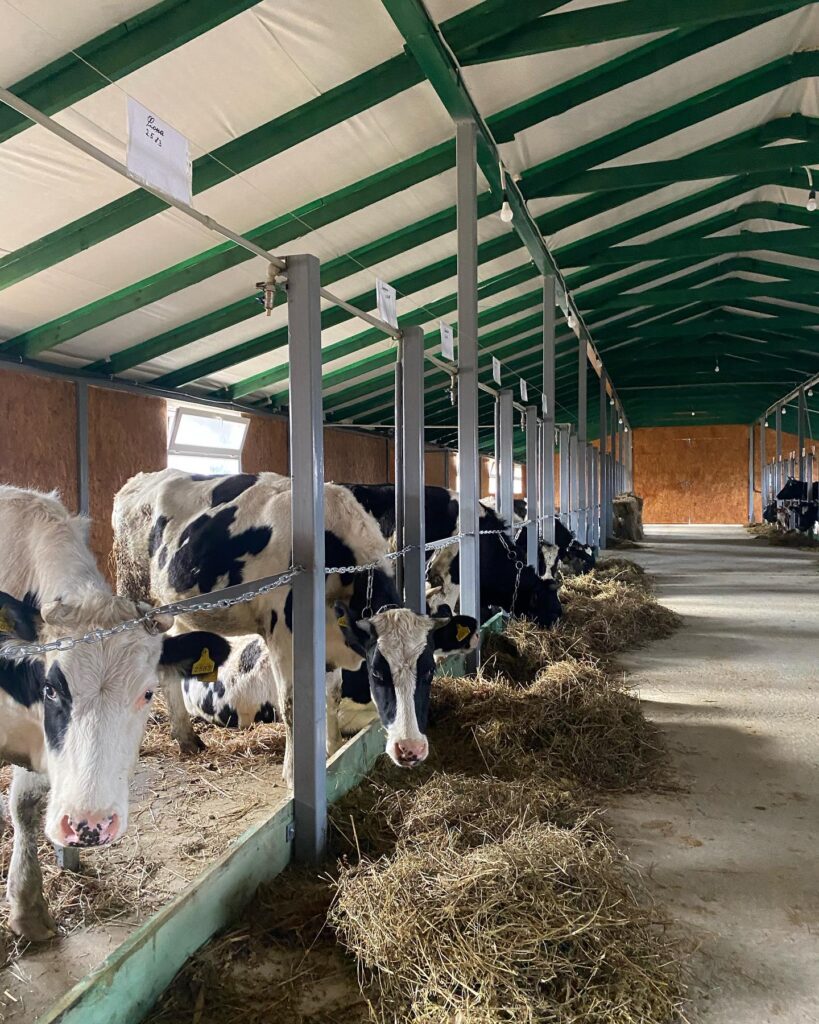 Завершено будівництво та розпочала свою роботу нова ферма на 40 стійломісць ВРХ у селі Стара Мощаниця, Рівненська область