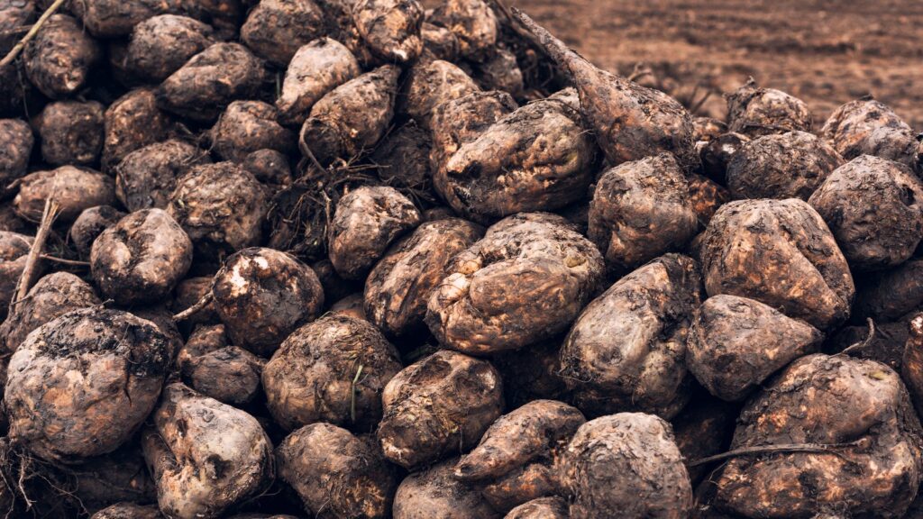 American Crystal Sugar зафіксувала рекордне виробництво цукрових буряків