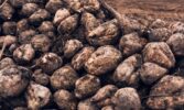 American Crystal Sugar зафіксувала рекордне виробництво цукрових буряків
