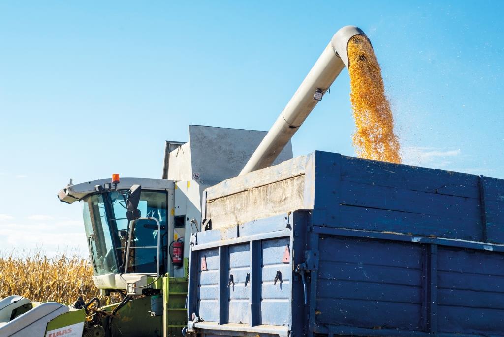 ІХ Західноукраїнський чемпіонат на кращий гібрид кукурудзи та цукрового буряку: переможців названо