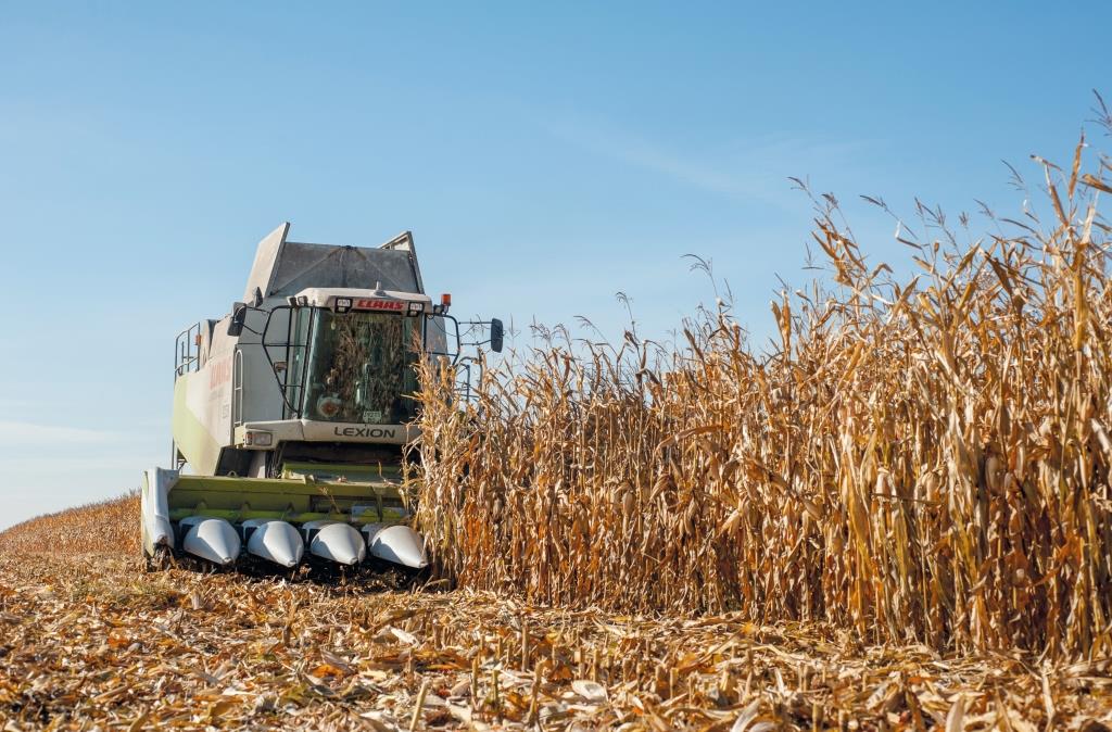 ІХ Західноукраїнський чемпіонат на кращий гібрид кукурудзи та цукрового буряку: переможців названо