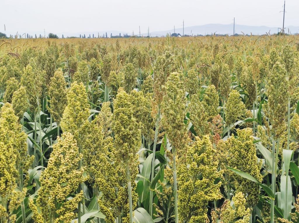 Чи може рости сорго на кислих ґрунтах?