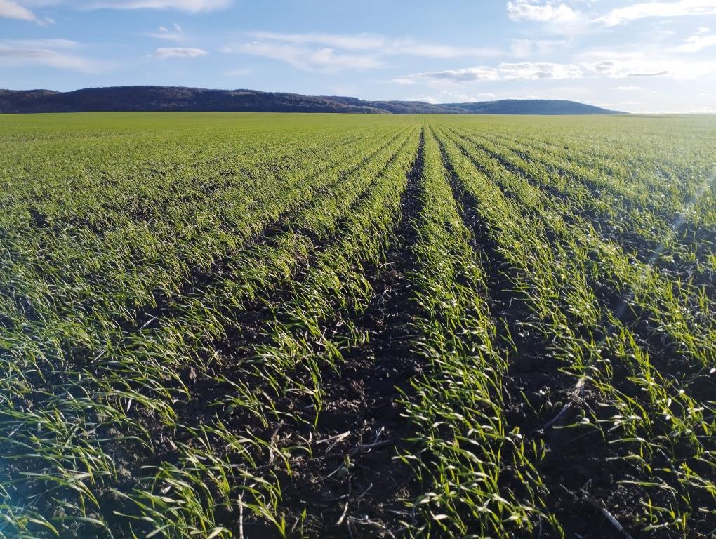 Стан розвитку озимих культур в осінній період