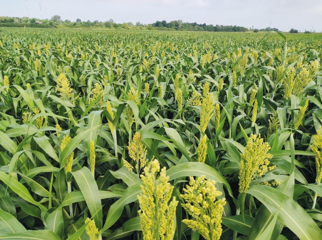 Чи може рости сорго на кислих ґрунтах?