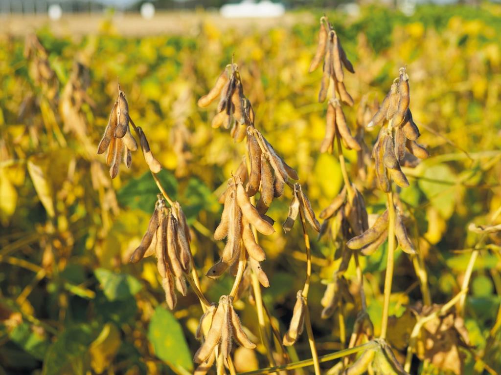 Соя – перспективна культура в Україні. Коментар експерта