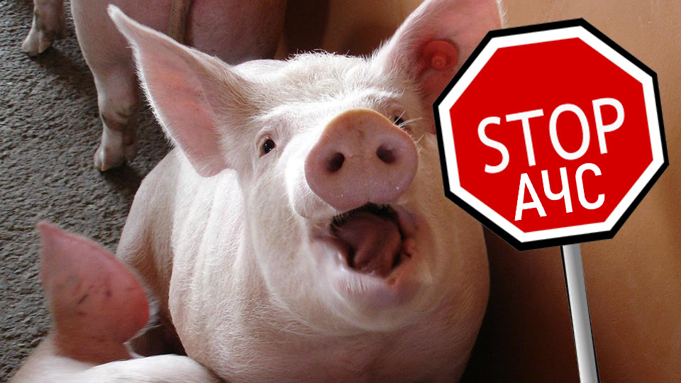 Сучасний інструмент для збереження українського свинарства - вакцинація проти АЧС