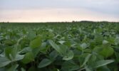 Рекордна площа сої очікується цього року в Європі