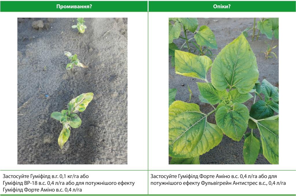 Промивання ґрунтових? Холодовий стрес? Опіки?