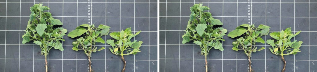 Квантіс®: підтверджена ефективність