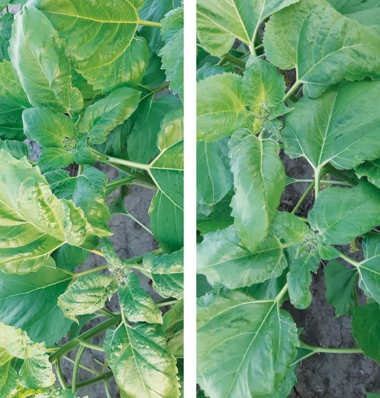 Квантіс®: підтверджена ефективність