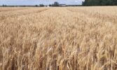 Київські пшениці – хліб нашої перемоги!