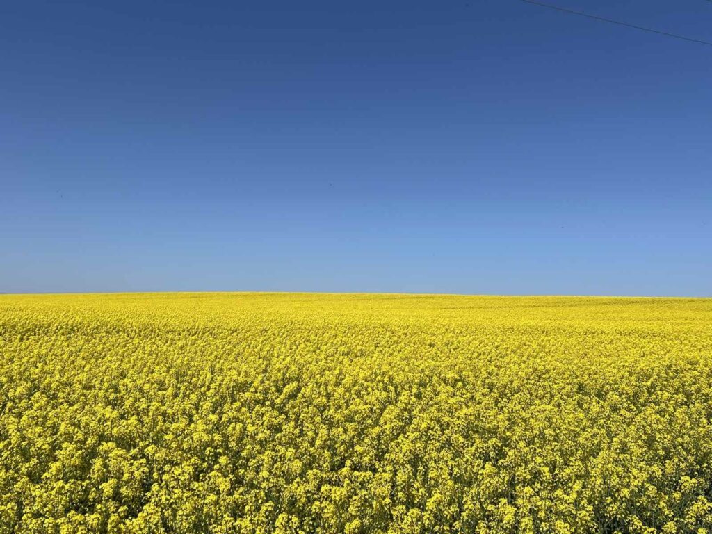 Corteva Agriscience пропонує українським фермерам нові гібриди озимого ріпаку