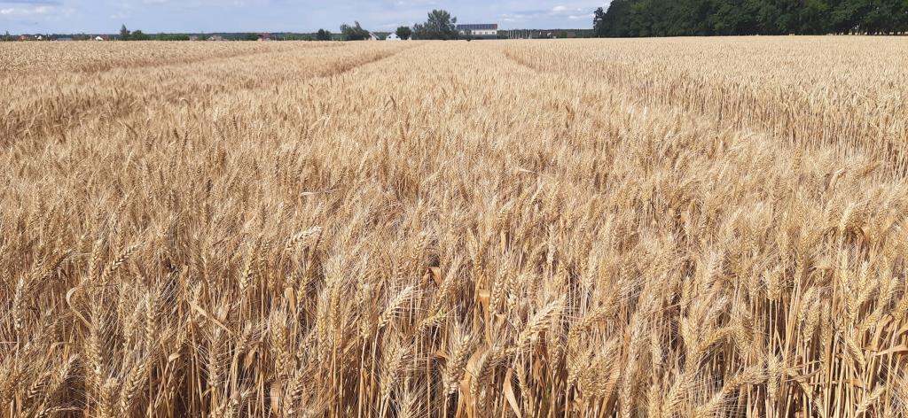 Київські пшениці – хліб нашої перемоги!