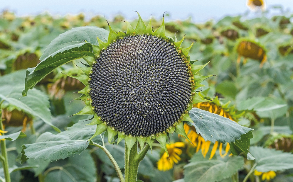 Кукурудза та соняшник – особливості технології вирощування та рентабельність