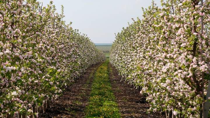 OKKO Group купить частки бізнесу тернопільського аграрія Петра Гадза