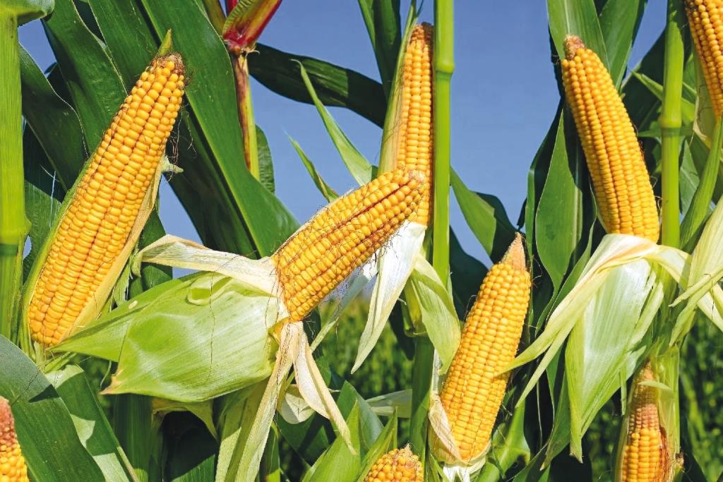 Кукурудза та соняшник – особливості технології вирощування та рентабельність