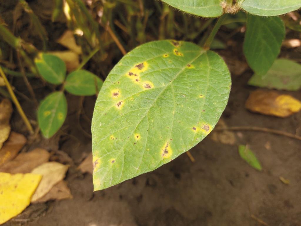 Міравіс® Дуо – професіонал у захисті сої