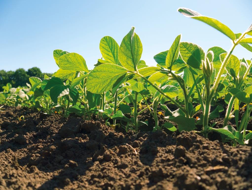 Вирощування сої: аналіз економічної вигоди