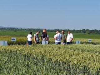 День поля "Агропазли": технології вирощування пшениці, ячменю та ріпаку