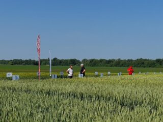 День поля "Агропазли": технології вирощування пшениці, ячменю та ріпаку