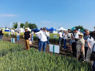 День поля "Агропазли": технології вирощування пшениці, ячменю та ріпаку