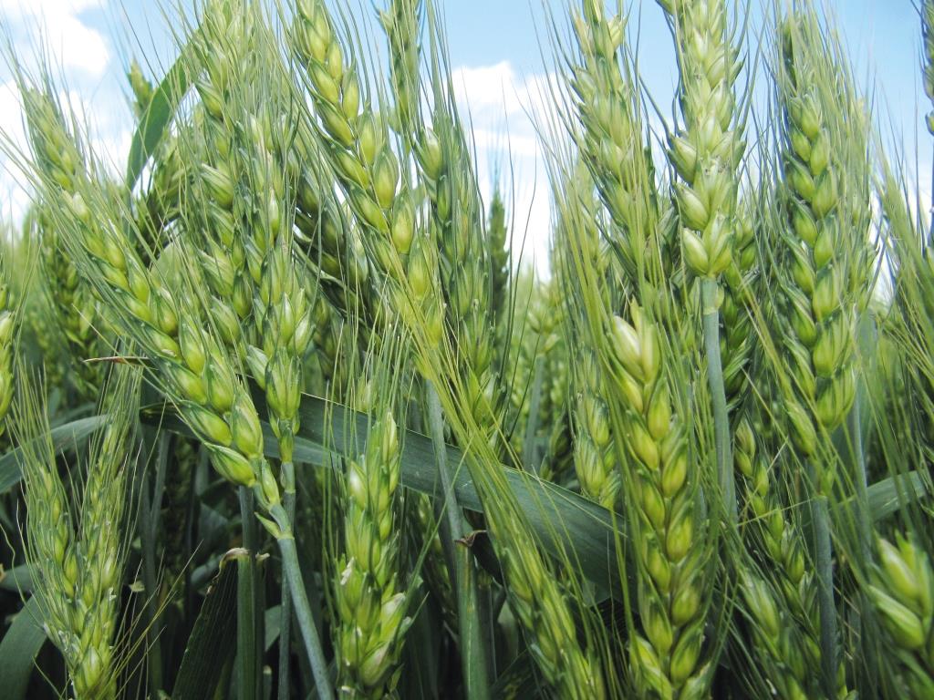 Попередити чи реанімувати