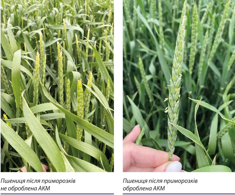 РРР «АКМ» – це невід’ємна складова майбутнього врожаю за аномальних кліматичних умов