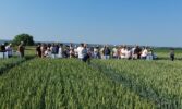 День поля "Агропазли": технології вирощування пшениці, ячменю та ріпаку