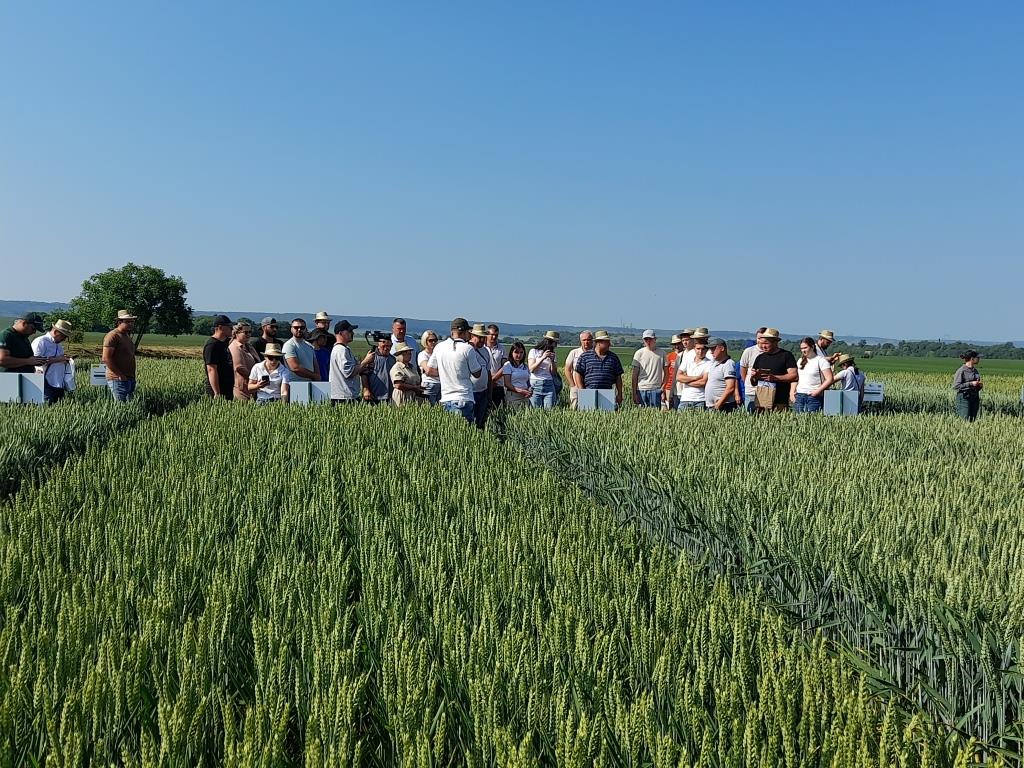 День поля "Агропазли": технології вирощування пшениці, ячменю та ріпаку