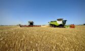 Контінентал Фармерз Груп приступила до збору врожаю озимих культур