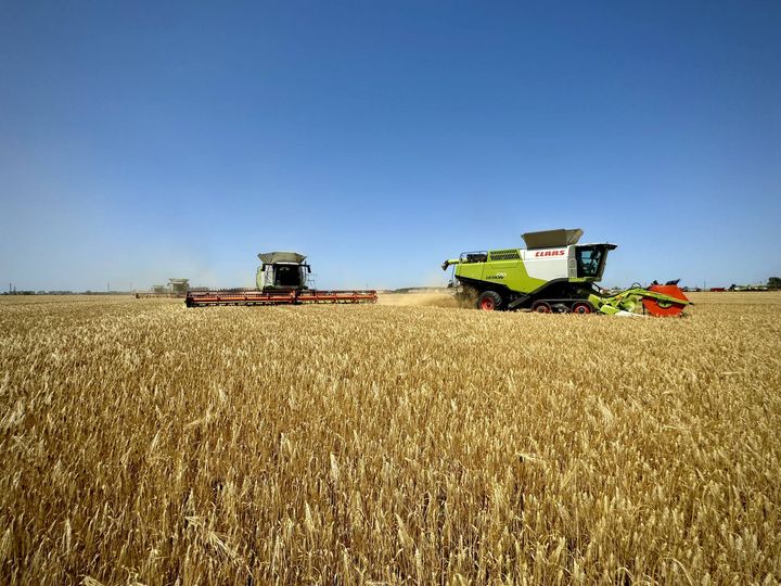 Контінентал Фармерз Груп приступила до збору врожаю озимих культур