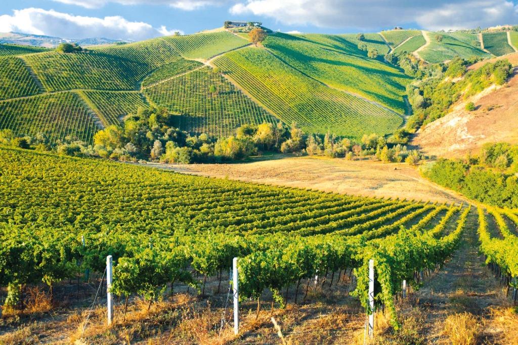 Різноманіття та багатство французького агросектору