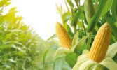 Завершення експортного сезону призвело до просідання цін на кукурудзу