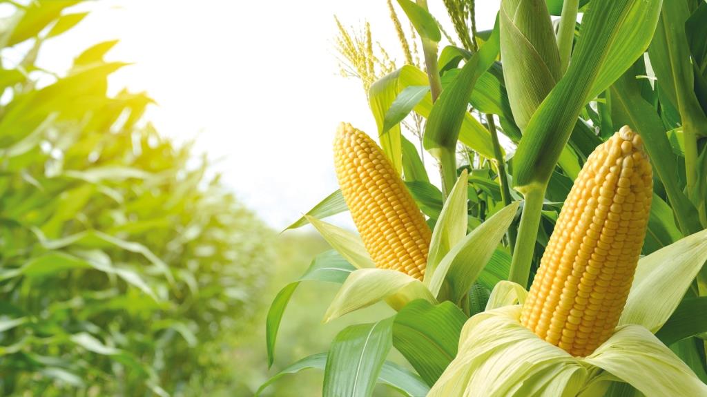 Завершення експортного сезону призвело до просідання цін на кукурудзу