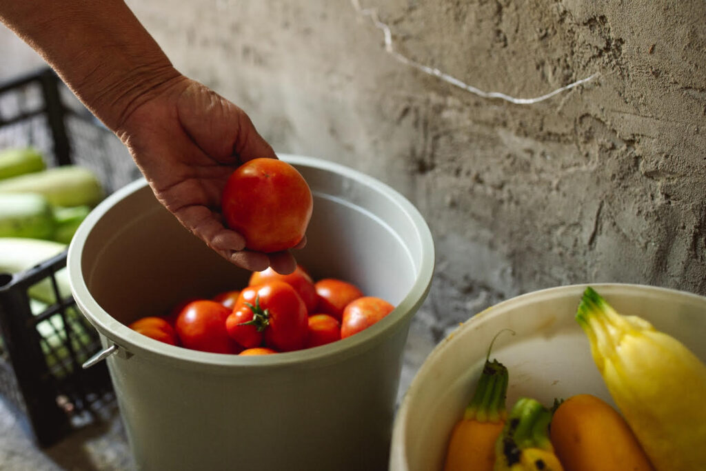 ФАО шукає постачальників сільськогосподарської продукції для реалізації ваучерних програм