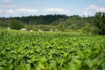 Аграрні інновації на Всеукраїнському Дні Поля 2024: нові технології для високих врожаїв