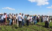 Всеукраїнський День Поля аграрних інновацій 2024