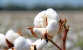 В Україні вперше висадили експериментальні поля бавовнику, який необхідний для виробництва пороху