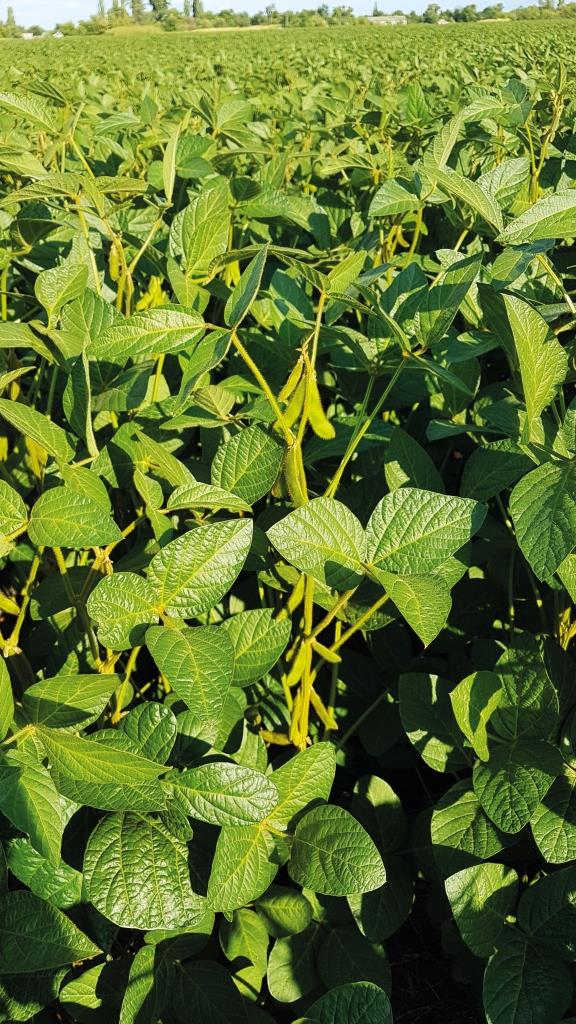 Турбуємось про майбутній врожай сої