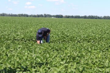 Всеукраїнський День Поля аграрних інновацій 2024