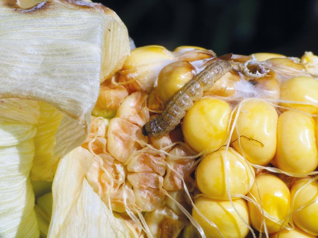 Ампліго 150 ZC, ФК – надійний захист кукурудзи від лускокрилих шкідників