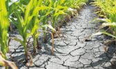 Спека та посуха: удар по українських полях. Коментар експерта