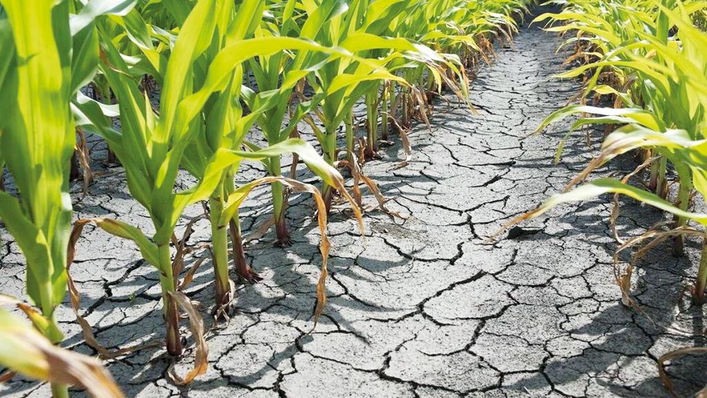 Спека та посуха: удар по українських полях. Коментар експерта