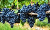 Уряд розширив умови надання грантів для розвитку виноградарства та садівництва