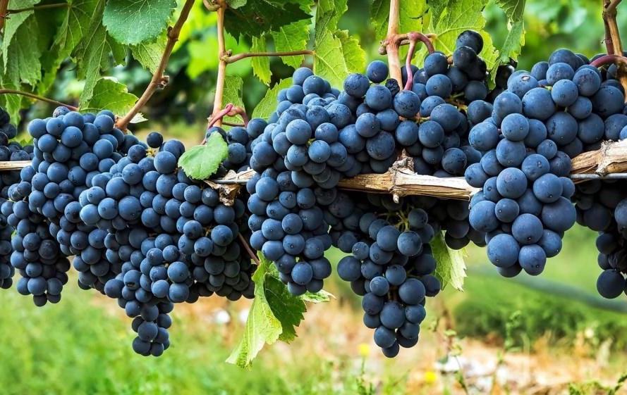 Уряд розширив умови надання грантів для розвитку виноградарства та садівництва