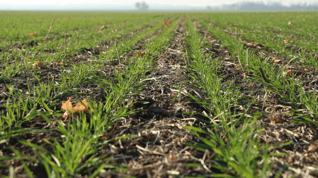 Гербіцид Акваті 800 ЕС, К. Е. – новинка для захисту зернових культур восени