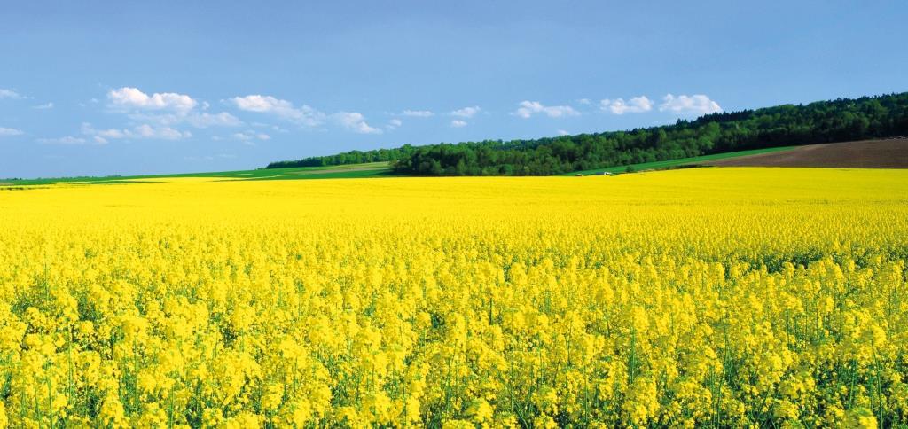 Популярність нішевих культур в Україні зростає: що найкраще сіяти